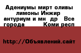 Адениумы,мирт,оливы,лимоны,Инжир, антуриум и мн .др - Все города  »    . Коми респ.